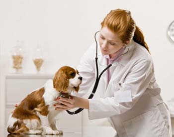 BVSc Veterinary Science
