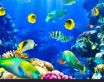 BFSc Bachelor of Fisheries Science
